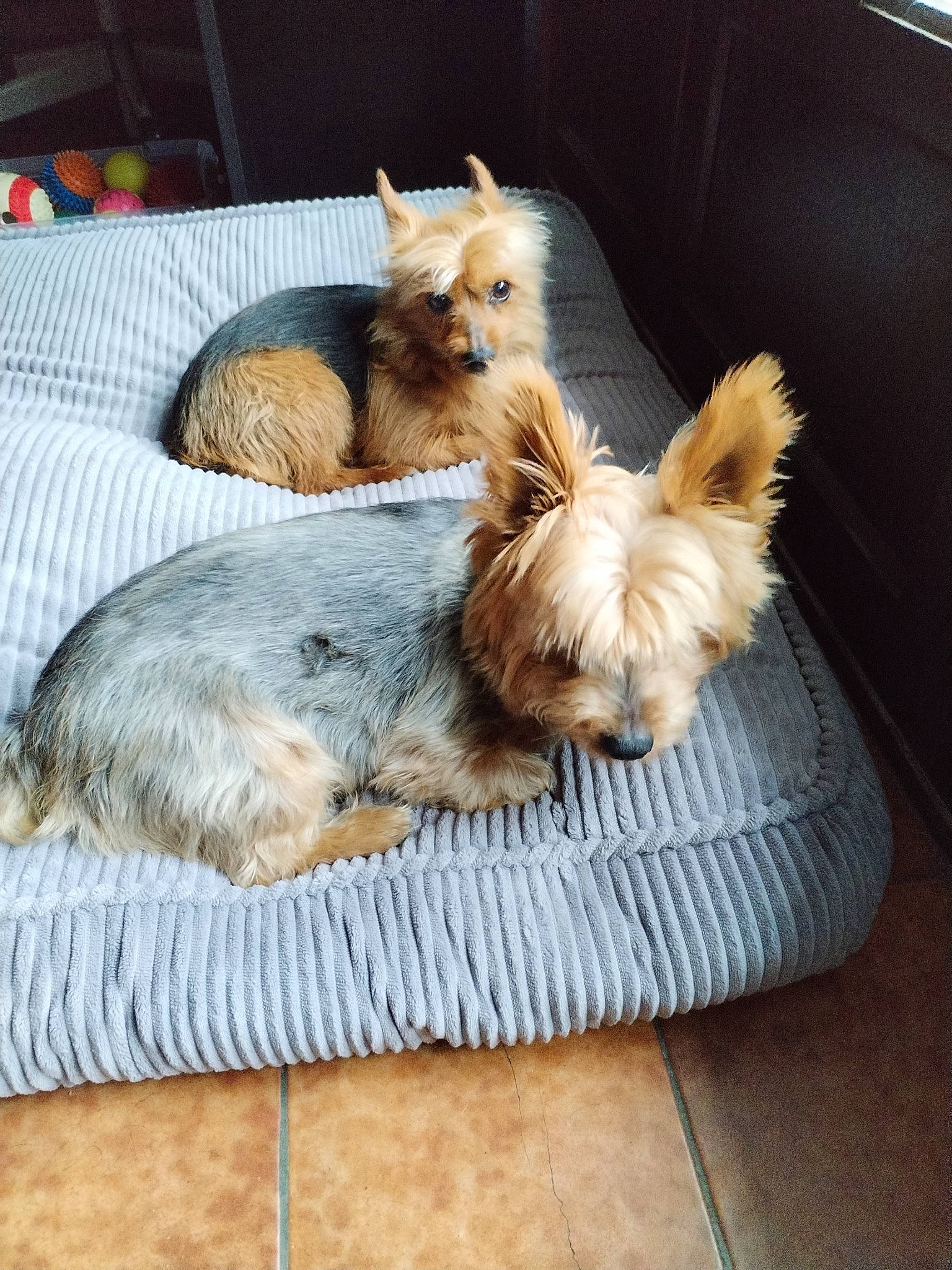 Twister a rejoint le concours — aidez-le/la à gagner de superbes lots ! canidae, carnivore, clock, companion_dog, dog, dog_breed, dog_supply, fawn, felidae, fur, liver, small_terrier, snout, sporting_group, tail, terrier, toy_dog, whiskers, yorkipoo, yorkshire_terrier