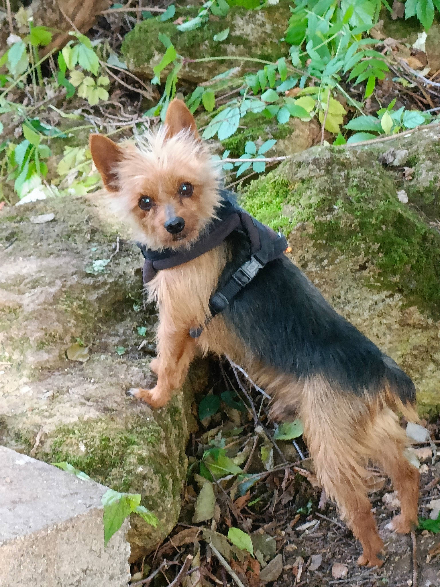 Twister participe au concours pour gagner de l'argent avec cette photo : canidae, carnivore, companion_dog, dog, dog_breed, fawn, fur, grass, liver, plant, small_terrier, snout, sporting_group, tail, terrestrial_animal, terrier, toy_dog, whiskers, working_animal, yorkshire_terrier