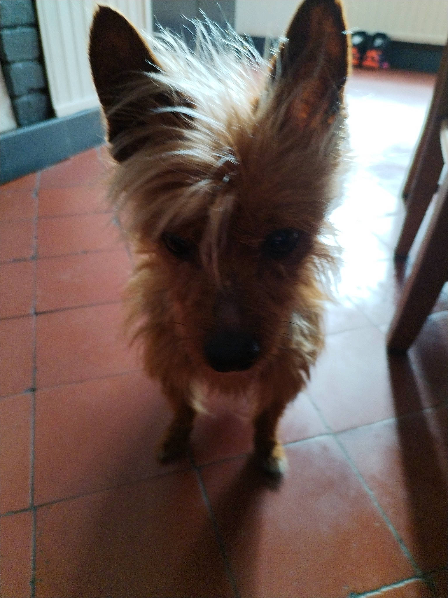 Twister a rejoint le concours — aidez-le/la à gagner de superbes lots ! australian_terrier, biewer_terrier, canidae, carnivore, companion_dog, dog, dog_breed, dog_supply, ear, fawn, flooring, fur, liver, small_terrier, snout, sporting_group, terrier, toy_dog, whiskers, wood