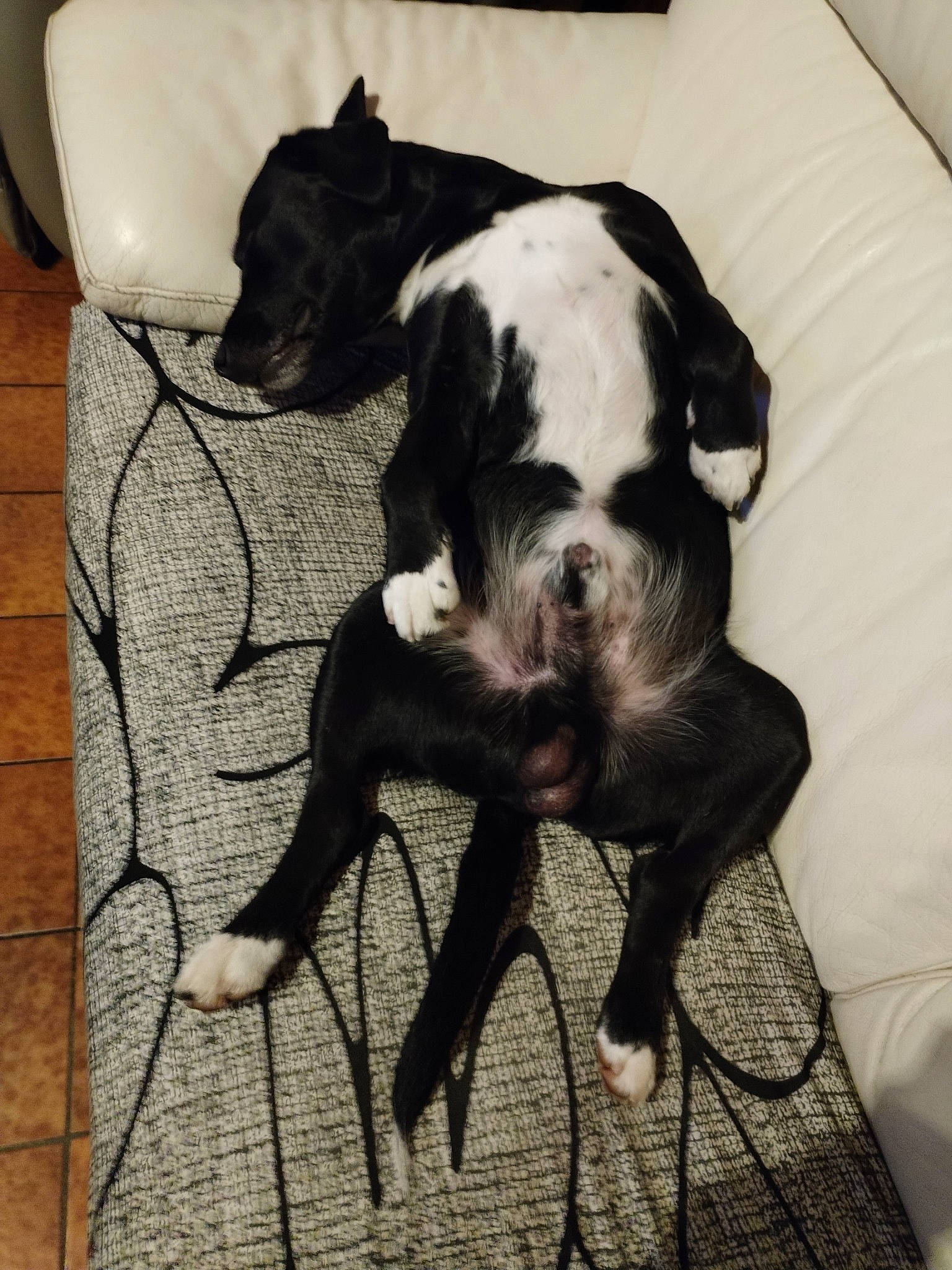 Chicco a rejoint le concours — aidez-le/la à gagner de superbes lots ! boston_terrier, carnivore, comfort, companion_dog, dog, dog_breed, fawn, floor, flooring, fur, human_leg, linens, paw, pet_supply, snout, sporting_group, tail, toy_dog, whiskers, working_animal