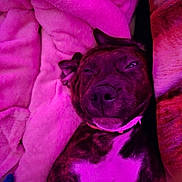 Brie is registered to the contest to win money with this photo: dog, pet, lying_down, blanket, fur, collar, indoor, close_up, relaxed, comfortable, purple_light, snout, ears, resting, animal, cute, cozy, soft_texture, sleepy, portrait