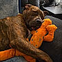 Brie joined the competition — help win amazing prizes! dog, brindle, sleeping, plush_toy, orange_toy, couch, snuggling, cozy, indoor, pet, relaxed, fur, paw, stuffed_animal, home, resting, animal, companion, soft, cute