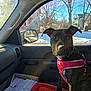 Brie is registered to the contest to win money with this photo: dog, car_interior, dog_harness, orange_blanket, snow, winter, suburban, house, trees, window, side_mirror, sunlight, pet, animal, seat, roadside, daylight, canine, looking, inside_car