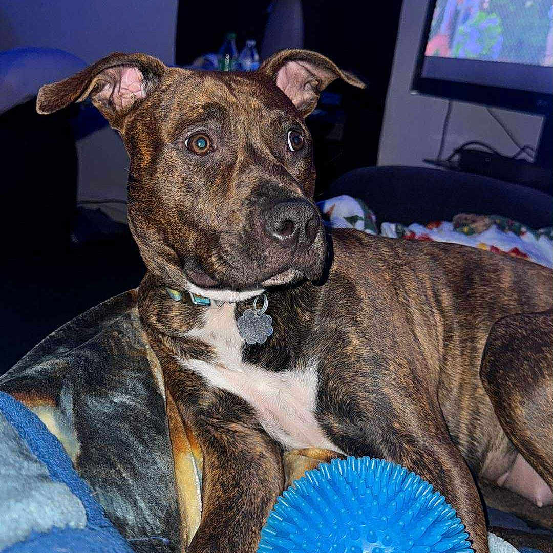 Brie is registered to the contest to win money with this photo: alert, animal, ball, blanket, brindle, brown, collar, comfort, dog, ears, fur, indoor, lamp, living_room, pet, relaxed, snout, television, toy, white