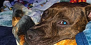 Brie joined the competition — help win amazing prizes! dog, brindle, blanket, cozy, resting, indoor, bed, snuggled, pet, canine, fur, face, closeup, comfort, warm, relaxed, television, couch, animal, sleepy