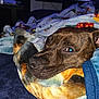 dog, brindle, blanket, cozy, resting, indoor, bed, snuggled, pet, canine, fur, face, closeup, comfort, warm, relaxed, television, couch, animal, sleepy