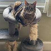 Doodlebug joined the competition — help win amazing prizes! cat, tabby, cat_tree, indoor, window, curtain, pet, feline, fur, relaxed, animal, plush, carpet, resting, sitting, domestic, whiskers, ears, eyes, paw