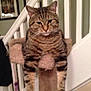 Doodlebug joined the competition — help win amazing prizes! cat, tabby, pet, feline, indoor, carpeted_perch, stairs, home, animal, fur, whiskers, ears, legs, resting, looking, domestic, cute, striped, mammal, relaxed