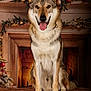 dog, canine, pet, animal, indoor, christmas, holiday, fireplace, decorations, ornaments, gift, blanket, fur, sitting, tongue_out, ears_up, warm_lighting, smiling, festive, cozy