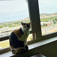 Callie is registered to the contest to win money with this photo: cat, calico_cat, pet, animal, sitting, windowsill, window, indoor, landscape, town, hills, mountains, outdoor_view, daylight, fur, tail, ears, portrait, home, scenic_view