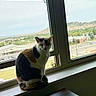 cat, calico_cat, pet, animal, sitting, windowsill, window, indoor, landscape, town, hills, mountains, outdoor_view, daylight, fur, tail, ears, portrait, home, scenic_view