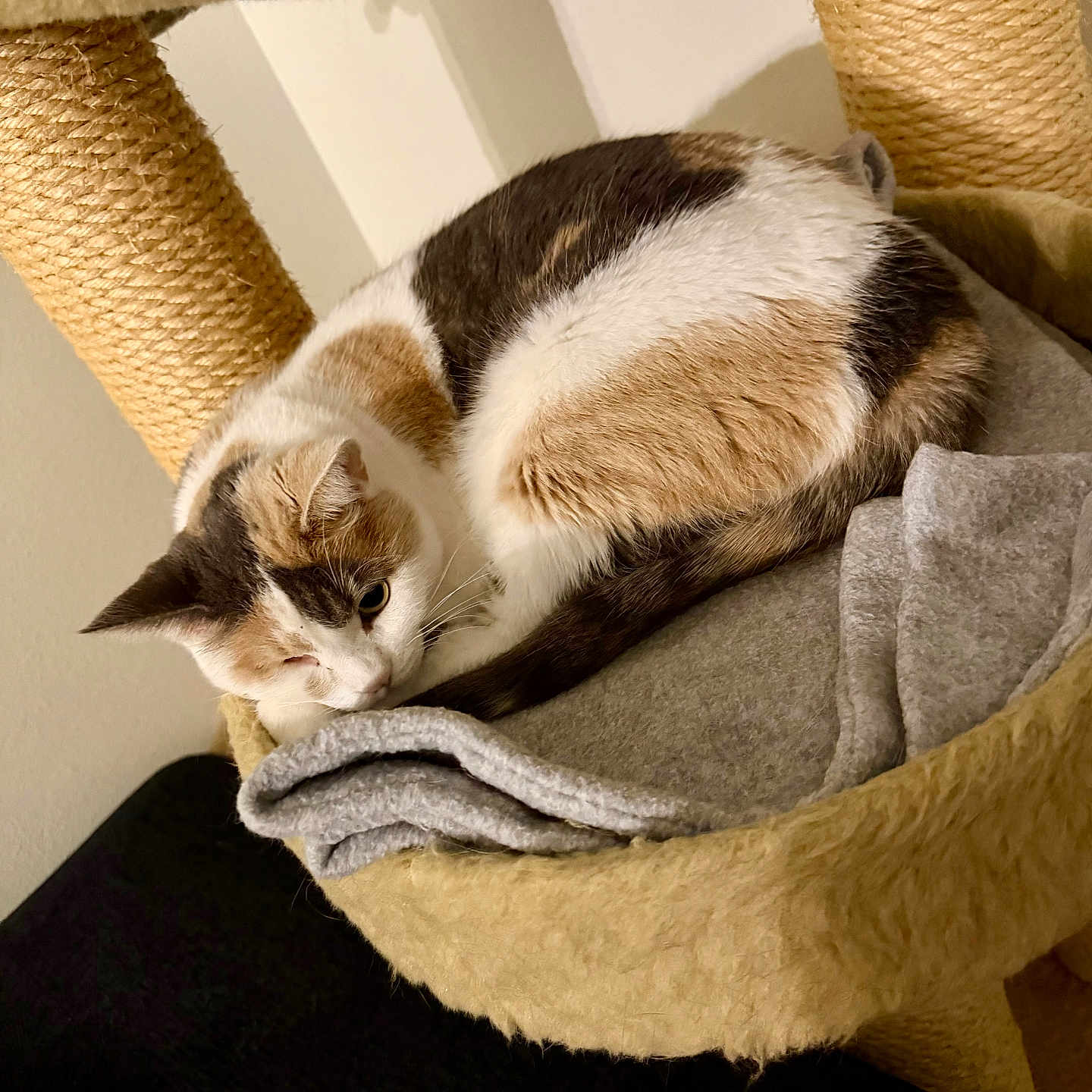 Callie