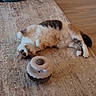cat, calico_cat, pet, animal, lying_down, belly_up, fluffy, fur, indoor, living_room, rug, wooden_floor, toy, pet_toy, playful, relaxed, whiskers, paws, tail, home