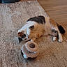 Callie joined the competition — help win amazing prizes! cat, calico_cat, pet, animal, lying_down, relaxed, sleepy, indoor, living_room, rug, carpet, wood_floor, cat_toy, scratching_post, pet_furniture, home, black_white_orange, fluffy, playful, portrait