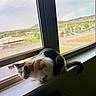 cat, calico_cat, pet, animal, window, windowsill, indoor, outdoor_view, rainbow, mountains, neighborhood, road, landscape, sunlight, daylight, sitting, crouching, tail, fur, home