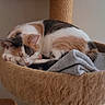 Callie is registered to the contest to win money with this photo: cat, calico_cat, sleeping, nap, pet, feline, animal, cat_tree, hammock, blanket, cozy, indoors, home, relaxed, resting, fluffy, orange_white, black_white, furniture, portrait