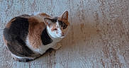 Callie joined the competition — help win amazing prizes! cat, calico_cat, pet, animal, feline, sitting, indoors, rug, carpet, home, furniture, cabinet, cat_toy, scratching_pad, sock, foot, floor, looking_at_camera, cozy, portrait