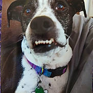 Piper joined the competition — help win amazing prizes! dog, close_up, black_and_white, collar, pet_tag, indoor, couch, fabric, playful, teeth, ears, fur, animal, domestic_animal, canine, portrait, sitting, companion, cute, funny_face
