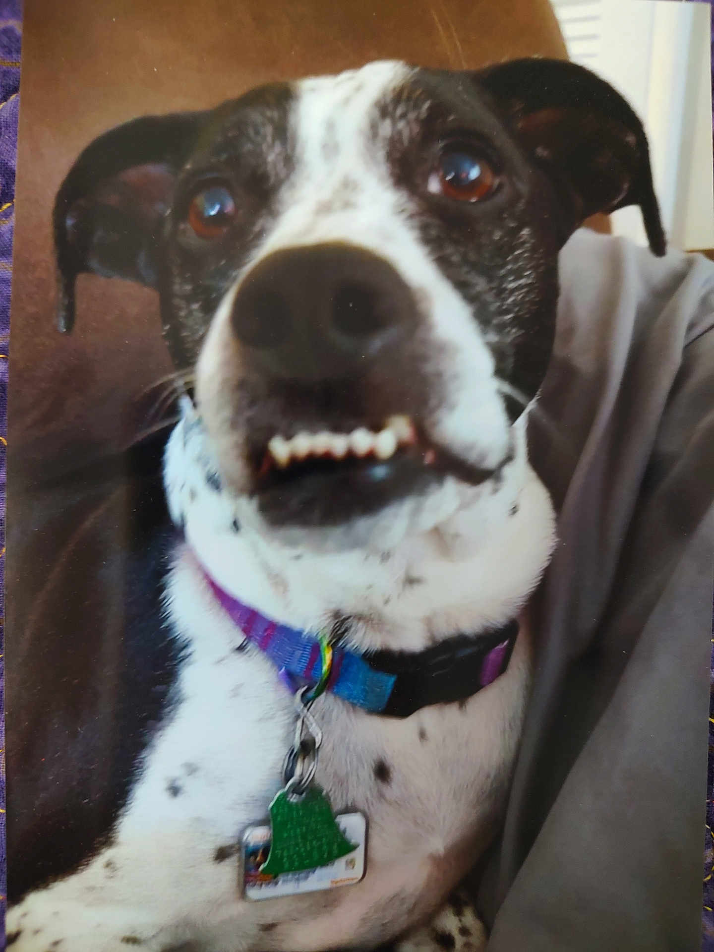 Piper