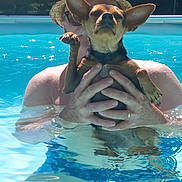 Yaya participe au concours pour gagner de l'argent avec cette photo : animal, canine, dog, fun, hat, holding, leisure, man, outdoor, person, pet, relaxation, small_dog, summer, summer_fun, sunglasses, sunlight, swimming, swimming_pool, water