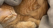 Sophia is registered to the contest to win money with this photo: animal, blanket, cat, comfort, cozy, curled_up, cute, fur, furry, indoor, kitten, orange_cat, peaceful, pet, relaxing, resting, sleeping, snuggled, soft, warm