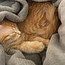 Sophia is registered to the contest to win money with this photo: cat, kitten, sleeping, orange_cat, fur, blanket, cozy, soft, comfort, resting, pet, animal, cute, curled_up, indoor, warm, furry, peaceful, snuggled, relaxing