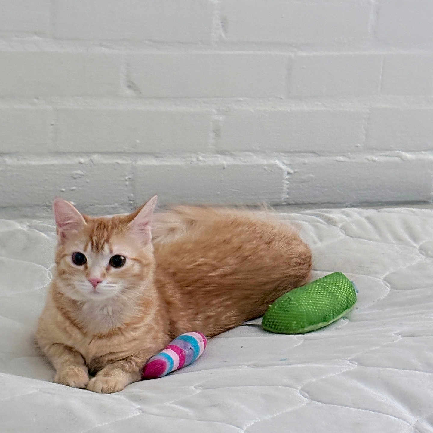 Sophia joined the competition — help win amazing prizes! cat, ginger_cat, pet, toy, striped_toy, green_toy, mattress, white_mattress, quilted, indoor, brick_wall, white_wall, feline, cute, relaxed, curious, animal, domestic_animal, resting, lying_down