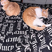 Sophia joined the competition — help win amazing prizes! cat, sleeping, ginger_cat, blanket, text_pattern, indoor, pet, feline, resting, cozy, animal, fur, collar, bedroom, black, white_text, cute, domestic_cat, quiet, relaxed