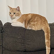 Simba joined the competition — help win amazing prizes! cat, orange_cat, white_cat, couch, furniture, indoor, pet, tail, relaxed, perched, domestic_cat, looking, vertical_blinds, home, cozy, resting, animal, mammal, cute, feline