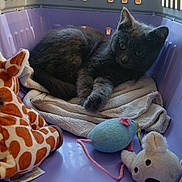 Laya a rejoint le concours — aidez-le/la à gagner de superbes lots ! animal, bear_toy, cat, cozy, cute, domestic, feline, floor, giraffe_toy, indoor, kitten, mouse_toy, pet, pet_carrier, plush_toy, purple, resting, small_animal, towel, toy