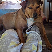 Molly joined the competition — help win amazing prizes! dog, brown_dog, indoor, blanket, legs, floor, doorway, sunlight, home, relaxing, pet, canine, furniture, carpet, comfort, resting, paw, person, pattern, living_room