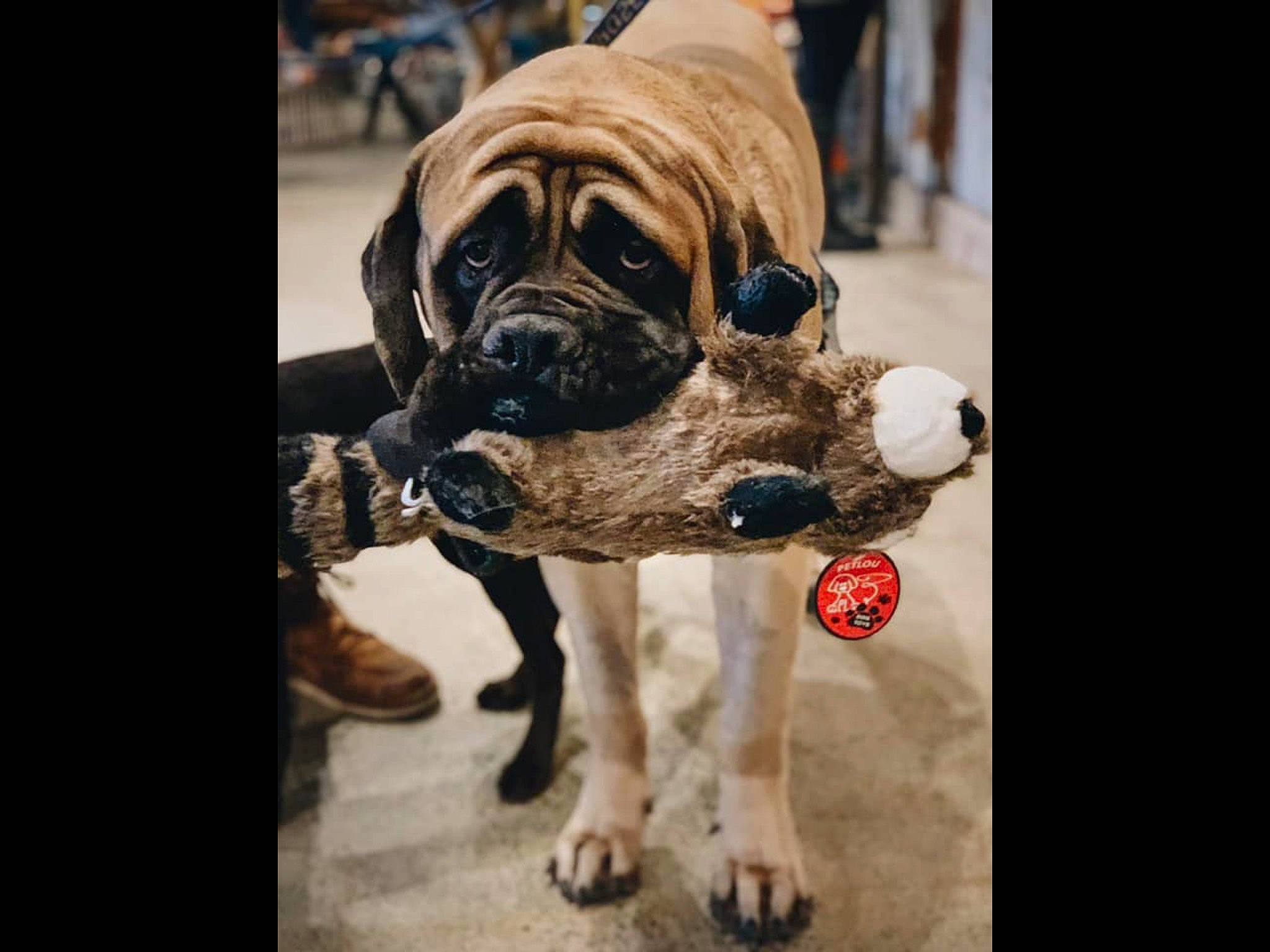 Augie joined the competition — help win amazing prizes! ancient_dog_breeds, boerboel, bullmastiff, canidae, carnivore, companion_dog, dog, dog_breed, english_mastiff, fawn, giant_dog_breed, guard_dog, mammal, molosser, non_sporting_group, ori_pei, pug, snout, vertebrate, working_dog