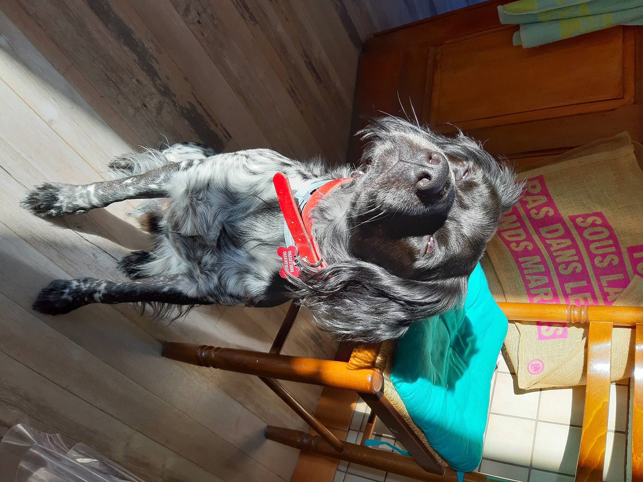 Paddy a rejoint le concours — aidez-le/la à gagner de superbes lots ! canidae, carnivore, claw, companion_dog, dog, dog_breed, dog_collar, dog_supply, fur, grey, paw, pet_supply, schnauzer, snout, sporting_group, standard_schnauzer, tail, terrestrial_animal, working_animal