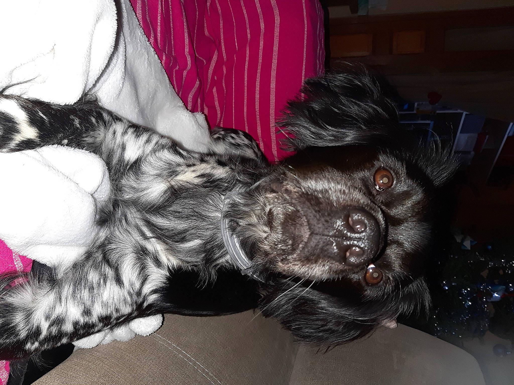 Paddy a rejoint le concours — aidez-le/la à gagner de superbes lots ! canidae, carnivore, claw, comfort, companion_dog, dog, dog_breed, dog_supply, fur, paw, pet_supply, puppy, snout, sporting_group, terrestrial_animal, working_animal, working_dog