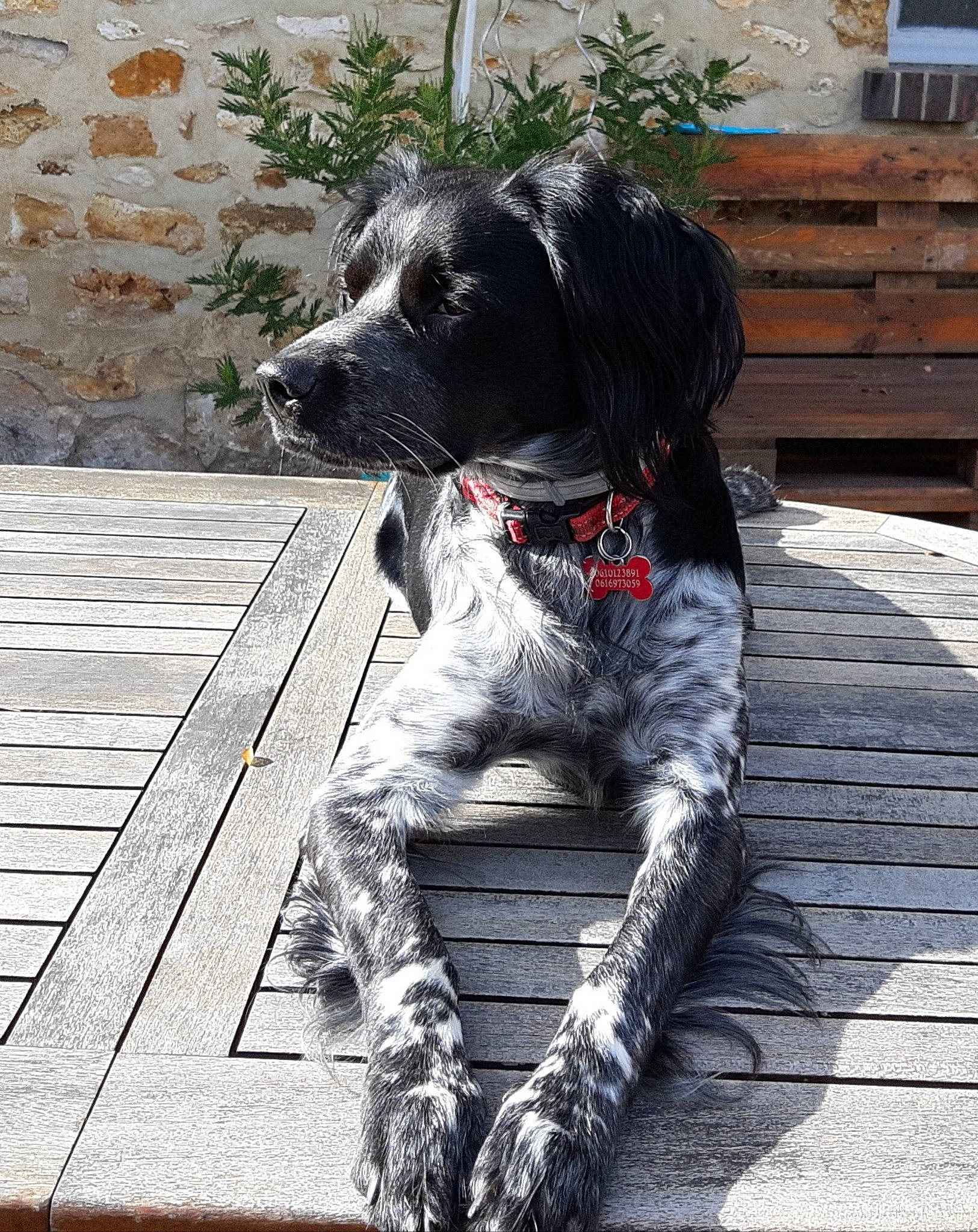 Paddy a rejoint le concours — aidez-le/la à gagner de superbes lots ! canidae, carnivore, collar, companion_dog, deck, dog, dog_breed, dog_collar, fur, gun_dog, hardwood, large_munsterlander, mammal, plank, snout, sporting_group, wood, wood_stain, working_animal, working_dog