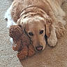 animal, bear, carpet, companion, cozy, cute, dog, domestic_animal, fur, golden_retriever, home, indoors, lying_down, mammal, pet, relaxed, resting, sleepy, stuffed_toy, toy