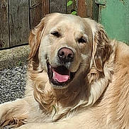 Fidel a rejoint le concours — aidez-le/la à gagner de superbes lots ! animal, canine, close_up, daytime, dog, domestic_animal, fur, golden_retriever, green_door, happy, lying_down, nature, outdoor, pet, portrait, relaxed, smiling, sunlight, tongue, wooden_fence
