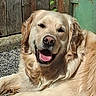 animal, canine, close_up, daytime, dog, domestic_animal, fur, golden_retriever, green_door, happy, lying_down, nature, outdoor, pet, portrait, relaxed, smiling, sunlight, tongue, wooden_fence