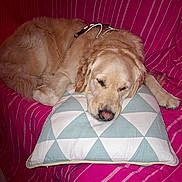 Fidel a rejoint le concours — aidez-le/la à gagner de superbes lots ! dog, golden_retriever, sleeping, pillow, couch, indoor, pet, fur, resting, cozy, blanket, striped, red, pink, canine, animal, relaxation, home, comfort, domestic