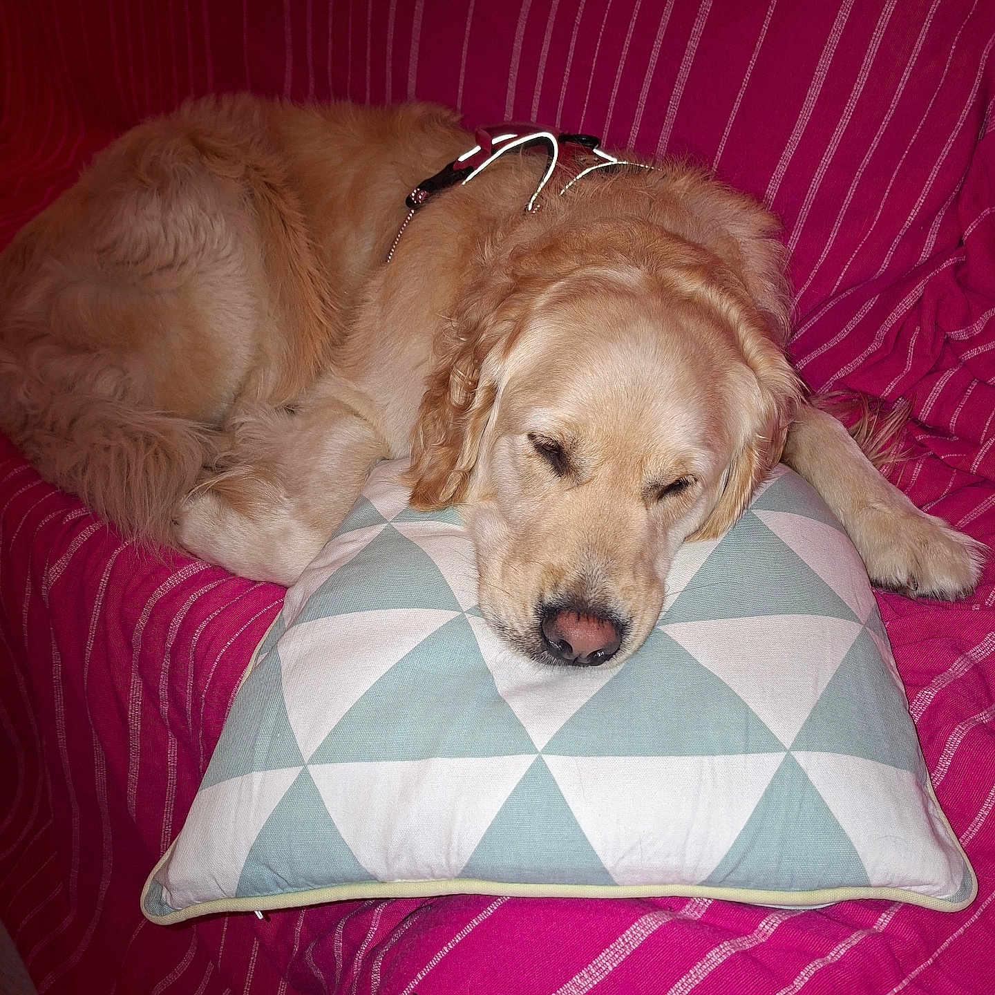 Fidel a rejoint le concours — aidez-le/la à gagner de superbes lots ! dog, golden_retriever, sleeping, pillow, couch, indoor, pet, fur, resting, cozy, blanket, striped, red, pink, canine, animal, relaxation, home, comfort, domestic