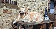 Fidel participe au concours pour gagner de l'argent avec cette photo : animal, bench, canine, daytime, dog, fur, golden_retriever, happy, house_exterior, leisure, outdoor, pet, relaxed, resting, rustic, smiling, stone_wall, sunlight, tongue_out, wooden_pallet