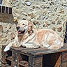 animal, bench, canine, daytime, dog, fur, golden_retriever, happy, house_exterior, leisure, outdoor, pet, relaxed, resting, rustic, smiling, stone_wall, sunlight, tongue_out, wooden_pallet