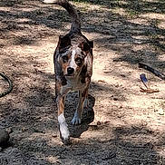 Zip is registered to the contest to win money with this photo: dog, outdoor, dirt_path, sunlight, shadow, grass, animal, pet, walking, ground, daylight, nature, canine, ears, tail, snout, paw, brown, white, black