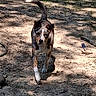 dog, outdoor, dirt_path, sunlight, shadow, grass, animal, pet, walking, ground, daylight, nature, canine, ears, tail, snout, paw, brown, white, black