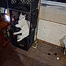 Whitewhite joined the competition — help win amazing prizes! cat, white_cat, crate, stacked_crates, indoor, wooden_floor, vegetable_peels, relaxed, looking_at_camera, pet, feline, curious, resting, household, cluttered, black_crate, animal, floor, domestic, quiet