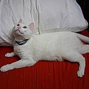 Whitewhite joined the competition — help win amazing prizes! animal, bed, cat, closeup, collar, curious, domestic_cat, ears, eyes, feline, fur, indoor, laying_down, mammal, pet, pillow, red_bedspread, resting, whiskers, white_cat