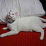 animal, bed, cat, closeup, collar, curious, domestic_cat, ears, eyes, feline, fur, indoor, laying_down, mammal, pet, pillow, red_bedspread, resting, whiskers, white_cat