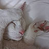 adorable, animal, bed, cat, close_up, cozy, cute, fur, indoor, mammal, paw, pet, pink_nose, pink_paw_pads, relaxed, resting, sleeping, soft, whiskers, white_cat
