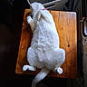 cat, white_cat, animal, pet, feline, relaxed, lying_down, wooden_table, indoor, collar, furry, paws, belly_up, litter_box, human_leg, shadow, dim_light, fur, domestic, cute