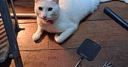 Whitewhite joined the competition — help win amazing prizes! cat, white_cat, animal, pet, floor, wooden_floor, fly_swatter, back_scratcher, tool, indoor, feline, resting, curious, collar, domestic_animal, household, quiet, relaxed, light, shadow